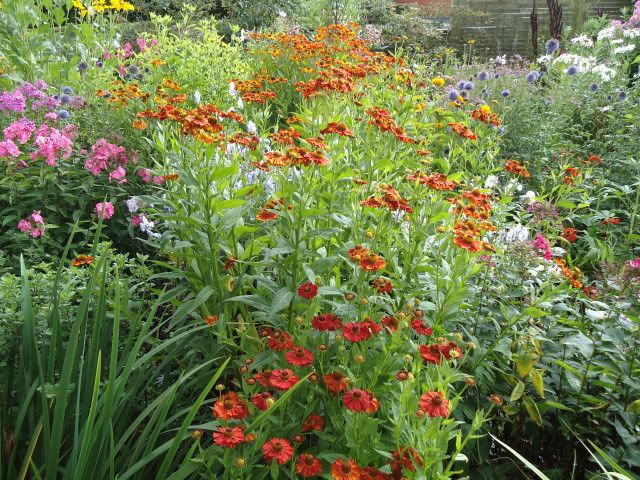 My garden August 19th